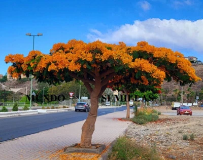FLAMBOYANT Flamboyan flores naranjas Árbol llama Delonix regia 6 Semillas seeds