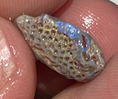 Fósil de ópalo negro raro Lightning Ridge ópalos australianos fósiles gema fosilizada Foto 1 de 4