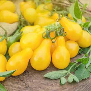 Organic Yellow Pear Tomato Seeds – Perfect for Snacking, 70 Days to Harvest - Picture 1 of 5
