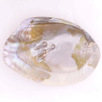 Natural Freeform Mother of Pearl Shell Clam Display 110mmX160mm Collectible - Image 1 of 3
