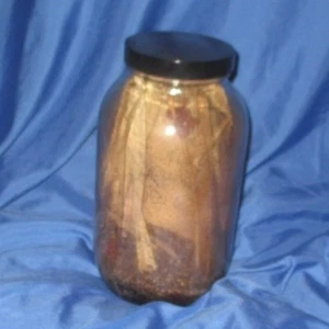 JURASSIC PARK Universal Studios Theme Park Movie PROP Triceratops Encounter JAR - Picture 1 of 6