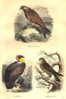 BIRDS. Kite, Vulture, Swivel 1873 old antique vintage print picture