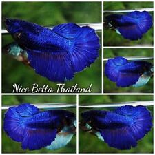 Betta fish Female Royal Blue (HM)- By Nice Betta Thailand