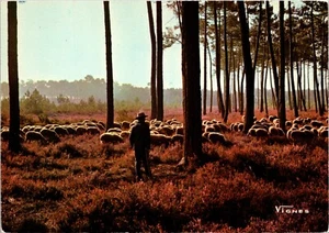 Rebaño de ovejas mañana, rostro de las tierras poema Francia postal - Imagen 1 de 2