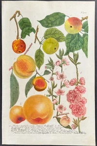 Weinmann - Manzana. Grabado mezzotint 707 - 1737 - Imagen 1 de 1