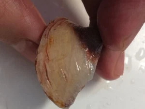 Big shell *60.70CT 110 million years old Australian OPALISED FOSSIL - Bild 1 von 7