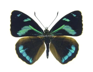 Unmounted Butterfly/Nymphalidae - Perisama humboldtii tringa, male, A- - Picture 1 of 2