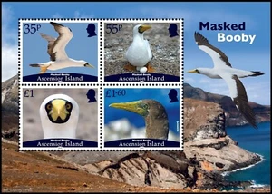 ASCENSION ISLAND 2025 PÁJAROS PIQUERO ENMASCARADO - Imagen 1 de 1