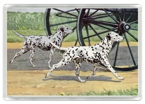 DALMATINER KUTSCHE HUNDE HUND KUNSTDRUCK NEUHEIT KÜHLSCHRANKMAGNET TOLLES GESCHENK - Bild 1 von 1