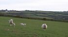 Photo 6X4 Flying Lamb, Nutton Farm Cory One Lamb Seem Eager To Meet Me As C2008