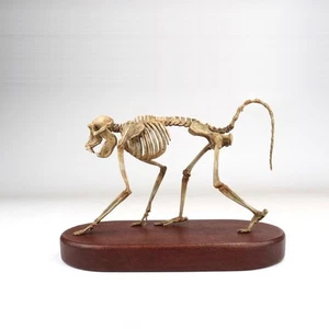 Papio Gorilla Skeleton Model Statue 3D printing Animal Model Display - Picture 1 of 8