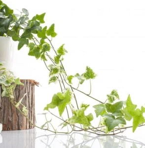 English Ivy Hedera Evergreen Hardy Wall Climbing Hanging Baskets Gardening Plant - Picture 1 of 13