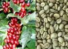 15 Samen der Kaffeepflanze (COFFEA ARABICA) + KOSTENLOSES GESCHENK + KOSTENLOSER VERSAND