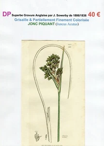 XIX ème - JONC PIQUANT (Juncus Acutus) Superbe Gravure de 1806/1836 - Bild 1 von 2