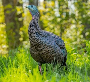 Avian-X Heavy-Duty Realism Hen Turkey Species Decoy Multi Color - AVXAVX8106 - Picture 1 of 1