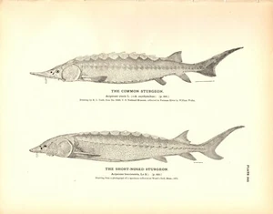 Rare 1884 Antique Fish Print Engraving ~ The Sturgeon Lot of 2 - Picture 1 of 2