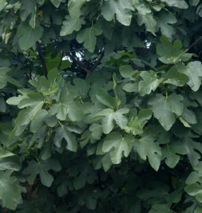 Tronco alto higo suizo 100-125 cm - Ficus helvetica - Imagen 1 de 1