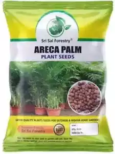 Areca Palm Seeds for Indoor / Outdoor Garden Plant Seeds 100g with Fast Ship - Picture 1 of 4