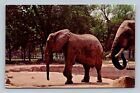 African Elephant Chicago Zoological Park Brookfield Illinois Postcard