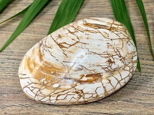 Fossilized Clam Shell Fossil Collectible Crystal Specimen Madagascar Home Decor. - Picture 1 of 11
