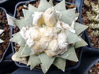 polyfoam electric guitar case