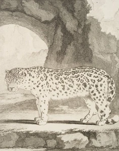 BAQUOY (*1721) nach SÈVE (*1742), Ansicht eines Schneeleoparden, um 1770, KSt. - Picture 1 of 5