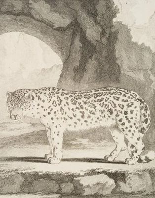 BAQUOY (*1721) nach SÈVE (*1742), Ansicht eines Schneeleoparden, um 1770, KSt. - Bild 1 von 4