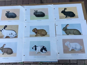 Geschenkidee für Kaninchenzüchter - alte Kunstdrucke gerahmt - kleine Rassen - Picture 1 of 17