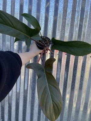 #8 Philodendron Florida Bronze 4” Pot Houseplant Aroid Monstera - Image 1 of 3