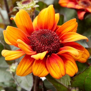 Hardy Perennial, False Sunflower Luna Roja, Orange Blooms, Bee Friendly, 9cm Pot - Picture 1 of 4