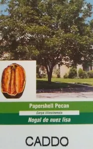 CADDO PAPERSHELL PECAN TREE 4'-6' Shade Nut Trees Live Plant Pecans Nuts Plants - Picture 1 of 2