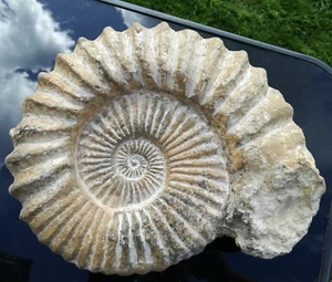 A Grade, Large Fossil Natural Acanthoceras Ammonite Cretaceous Morocco 146 MYO - Picture 1 of 40
