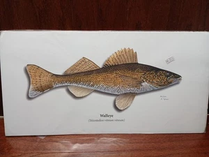 Vintage Fisch Druck Zander Fisch Kunstdruck Angeln Wandbild Stranddeko 20x10" - Bild 1 von 8
