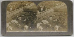 Tarjeta de Colección Union Stock Yards Chicago Illinois Stereoview - Imagen 1 de 1