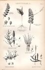 1880 Imprimé~Cryptogamia~Adder's Langue Woodsia Hyperborea Spores Fougère Etc