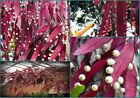 Pseudorhipsalis Rhipsalis Ramulosa * Red Rhipsalis * Mistletoe Cactus * 20 Seeds