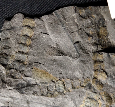 Extremely rare fossil plant unknown cones or fructification not Macrostachya !!! - Image 1 of 4
