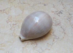 F Cypraea camelopardalis wow HUGE FAT red sea shell F+++F++ superb lyncina 82 MM - Picture 1 of 13