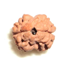 2 Mukhi Rudraksha Two Face Rudraksha Of Nepal – Lab Certified - Foto 1 di 2