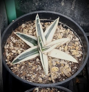 Agave Victoriae-Reginae var. Albomarginata "White Rino" 1 OF 1 XTRA VARIEGATED - Picture 1 of 2
