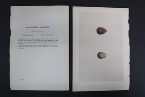 Birds, Nests, Eggs, F.O.Morris, 1875 - Picture 1 of 4