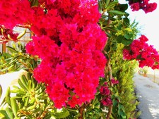 BOUGAINVILLEA DOUBLE KLONG FIRE lot de 2 plants