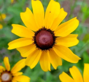 Black-eyed Susan | 25 Seeds | Rudbeckia Hirta | Florida Native Flower | Bee - Picture 1 of 8