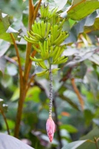 7 Seeds Musa Lawitiensis, Wild Banana Tree - Picture 1 of 1