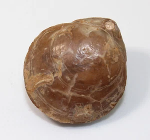 Brachiopode, Terebratula sp., Jura, Toarc, Josa, Teruel, Spanien -x251 - Picture 1 of 6