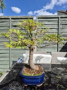 Arakawa Rough Bark Japanese Maple Bonsai Tree - Picture 1 of 21