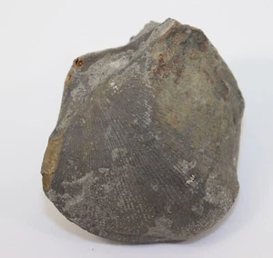 Brachiopode, Eodmitria oblivialis grandis, Devon, Frasne, Stolberg, BRD -i649 - Bild 1 von 7