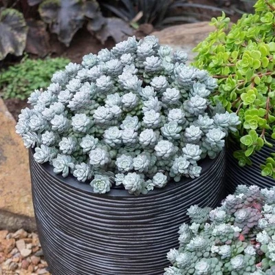 2✘ Cuttings Sedum cape blanco 🌹  about 1cm diameter succulent limited  - Image 1 of 3