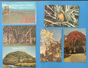 Hawaii Postcard Lot Pineapple Field Monkey Pod Banyan Trees Vine - Picture 1 of 2