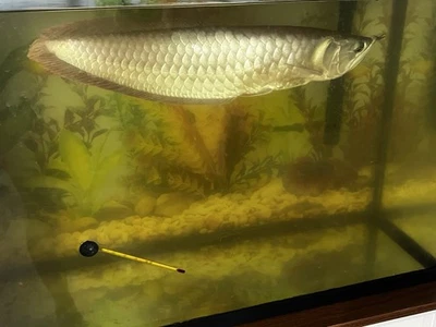 Arowana Silver Live Tropical Fish(1 Feet) with 28 Gallon Aquarium  Set - Image 1 of 4